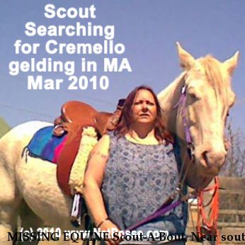 MISSING EQUINE Scout-A-Bout, Near south yarmouth, MA, 02664